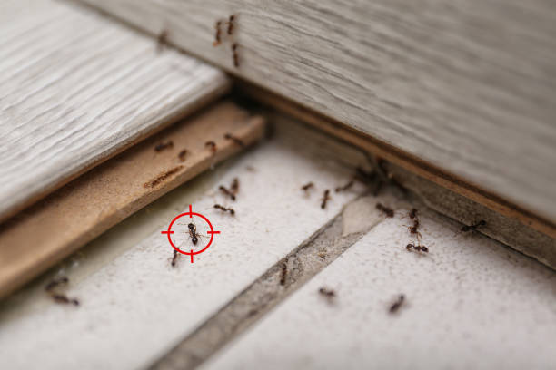 Best Wasp Removal Services  in Oakley, UT