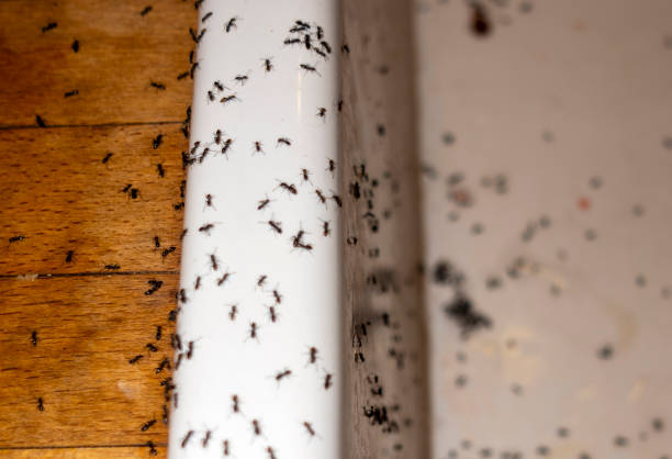Best Pest Control Near Me  in Oakley, UT