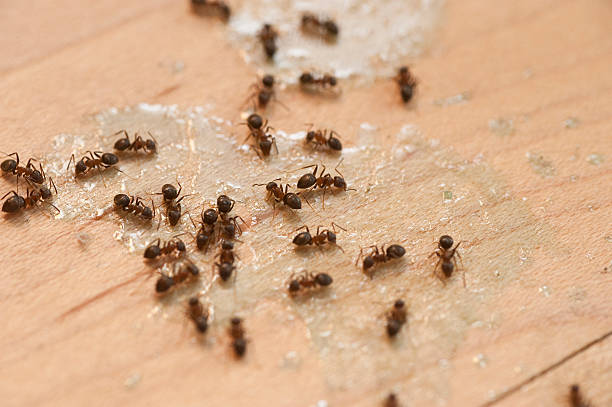 Trusted Oakley, UT Pest Control Experts